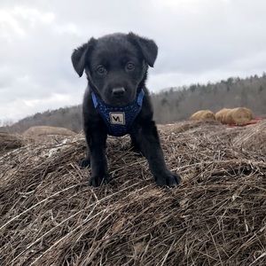 Meet your Posher, Ashlyn